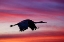 Picture of SANDHILL CRANE SILHOUETTED FLYING AT SUNSET BOSQUE DEL APACHE NATIONAL WILDLIFE REFUGE-NEW MEXICO