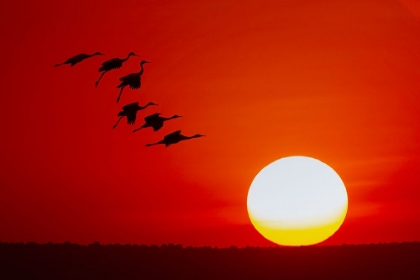 Picture of SANDHILL CRANES SILHOUETTED FLYING AT SUNSET BOSQUE DEL APACHE NATIONAL WILDLIFE REFUGE-NEW MEXICO