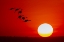 Picture of SANDHILL CRANES SILHOUETTED FLYING AT SUNSET BOSQUE DEL APACHE NATIONAL WILDLIFE REFUGE-NEW MEXICO