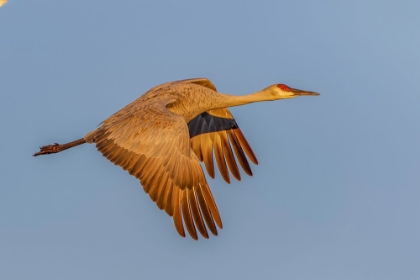 Picture of SANDHILL CRANE FLYING AT SUNRISE BOSQUE DEL APACHE NATIONAL WILDLIFE REFUGE-NEW MEXICO