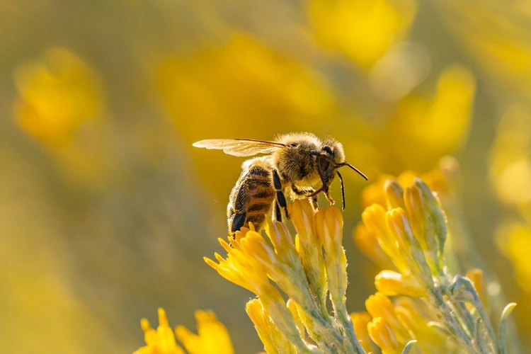 Picture of USA-NEW MEXICO-HONEY BEE ON RABBITBRUSH