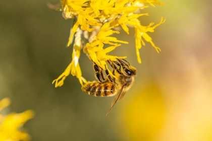 Picture of USA-NEW MEXICO-HONEY BEE ON RABBITBRUSH
