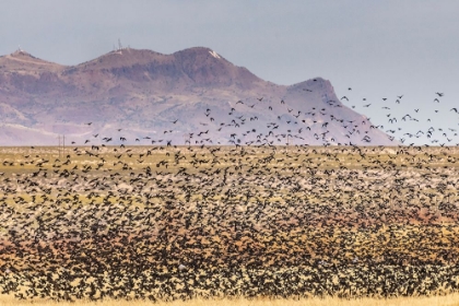 Picture of USA-NEW MEXICO-BOSQUE DEL APACHE NATIONAL WILDLIFE REFUGE-RED-WINGED BLACKBIRDS TAKING FLIGHT