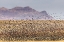 Picture of USA-NEW MEXICO-BOSQUE DEL APACHE NATIONAL WILDLIFE REFUGE-RED-WINGED BLACKBIRDS TAKING FLIGHT