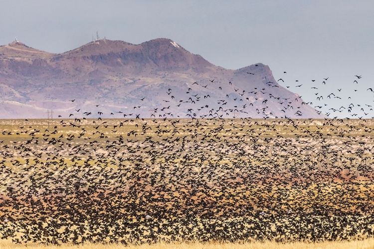Picture of USA-NEW MEXICO-BOSQUE DEL APACHE NATIONAL WILDLIFE REFUGE-RED-WINGED BLACKBIRDS TAKING FLIGHT
