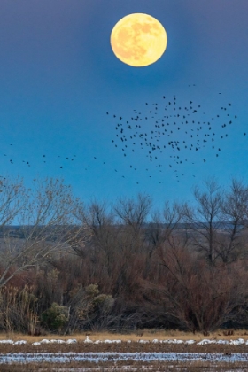 Picture of USA-NEW MEXICO-BOSQUE DEL APACHE NATIONAL WILDLIFE REFUGE-FULL MOON RISING AND FLYING BLACKBIRDS