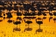 Picture of USA-NEW MEXICO-BOSQUE DEL APACHE NATIONAL WILDLIFE REFUGE-SANDHILL CRANE SILHOUETTES IN WATER AT SU