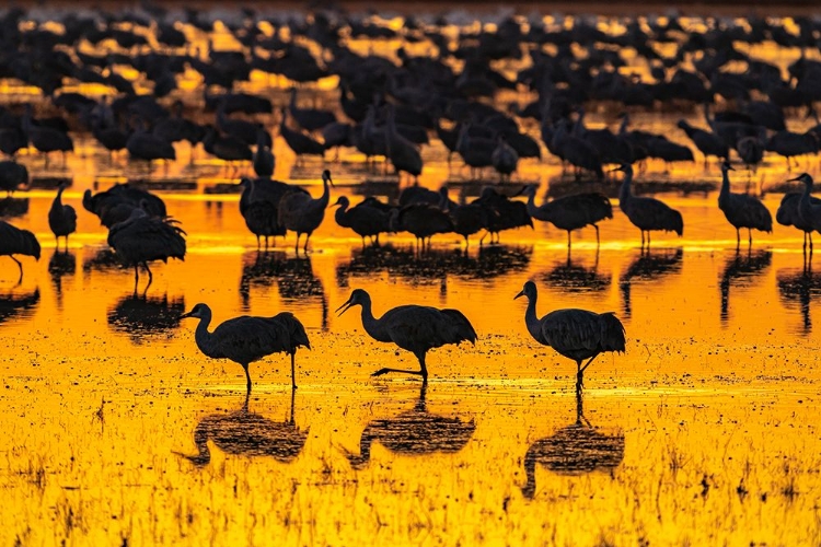 Picture of USA-NEW MEXICO-BOSQUE DEL APACHE NATIONAL WILDLIFE REFUGE-SANDHILL CRANE SILHOUETTES IN WATER AT SU