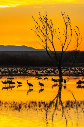 Picture of USA-NEW MEXICO-BOSQUE DEL APACHE NATIONAL WILDLIFE REFUGE-SANDHILL CRANES IN WATER AT SUNRISE