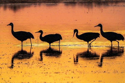 Picture of USA-NEW MEXICO-BOSQUE DEL APACHE NATIONAL WILDLIFE REFUGE-SANDHILL CRANE SILHOUETTES IN WATER AT SU