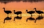 Picture of USA-NEW MEXICO-BOSQUE DEL APACHE NATIONAL WILDLIFE REFUGE-SANDHILL CRANE SILHOUETTES IN WATER AT SU