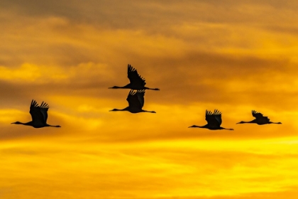 Picture of USA-NEW MEXICO-BOSQUE DEL APACHE NATIONAL WILDLIFE REFUGE-SANDHILL CRANES IN FLIGHT AT SUNRISE