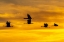 Picture of USA-NEW MEXICO-BOSQUE DEL APACHE NATIONAL WILDLIFE REFUGE-SANDHILL CRANES IN FLIGHT AT SUNRISE