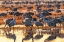 Picture of USA-NEW MEXICO-BOSQUE DEL APACHE NATIONAL WILDLIFE REFUGE-SANDHILL CRANES IN WATER AT SUNRISE