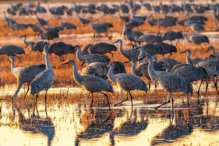 Picture of USA-NEW MEXICO-BOSQUE DEL APACHE NATIONAL WILDLIFE REFUGE-SANDHILL CRANES IN WATER AT SUNRISE