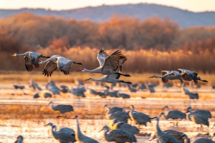 Picture of USA-NEW MEXICO-BOSQUE DEL APACHE NATIONAL WILDLIFE REFUGE-SANDHILL CRANES FLYING AT SUNRISE