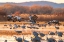 Picture of USA-NEW MEXICO-BOSQUE DEL APACHE NATIONAL WILDLIFE REFUGE-SANDHILL CRANES FLYING AT SUNRISE