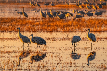 Picture of USA-NEW MEXICO-BOSQUE DEL APACHE NATIONAL WILDLIFE REFUGE-SANDHILL CRANES IN WATER AT SUNRISE