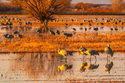 Picture of USA-NEW MEXICO-BOSQUE DEL APACHE NATIONAL WILDLIFE REFUGE-SANDHILL CRANES IN WATER AT SUNRISE