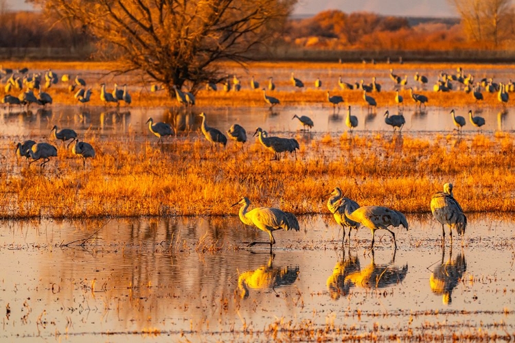 Picture of USA-NEW MEXICO-BOSQUE DEL APACHE NATIONAL WILDLIFE REFUGE-SANDHILL CRANES IN WATER AT SUNRISE