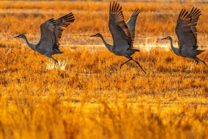 Picture of USA-NEW MEXICO-BOSQUE DEL APACHE NATIONAL WILDLIFE REFUGE-SANDHILL CRANES TAKING FLIGHT AT SUNRISE