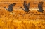 Picture of USA-NEW MEXICO-BOSQUE DEL APACHE NATIONAL WILDLIFE REFUGE-SANDHILL CRANES TAKING FLIGHT AT SUNRISE