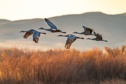 Picture of USA-NEW MEXICO-BOSQUE DEL APACHE NATIONAL WILDLIFE REFUGE-SANDHILL CRANES FLYING IN EARLY MORNING