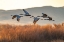 Picture of USA-NEW MEXICO-BOSQUE DEL APACHE NATIONAL WILDLIFE REFUGE-SANDHILL CRANES FLYING IN EARLY MORNING