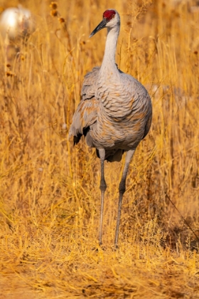 Picture of USA-NEW MEXICO-BOSQUE DEL APACHE NATIONAL WILDLIFE REFUGE-SANDHILL CRANE CLOSE-UP IN GRASS