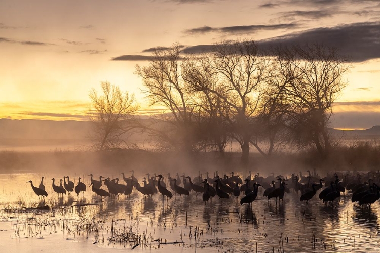 Picture of USA-NEW MEXICO-BERNARDO WILDLIFE MANAGEMENT AREA-SANDHILL CRANES IN WATER ON FOGGY SUNRISE