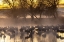 Picture of USA-NEW MEXICO-BERNARDO WILDLIFE MANAGEMENT AREA-SANDHILL CRANES IN WATER ON FOGGY SUNRISE