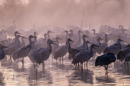 Picture of USA-NEW MEXICO-BERNARDO WILDLIFE MANAGEMENT AREA-SANDHILL CRANES AND FOGGY SUNRISE