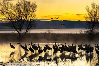 Picture of USA-NEW MEXICO-BERNARDO WILDLIFE MANAGEMENT AREA-SANDHILL CRANES IN WATER ON FOGGY SUNRISE
