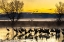 Picture of USA-NEW MEXICO-BERNARDO WILDLIFE MANAGEMENT AREA-SANDHILL CRANES IN WATER ON FOGGY SUNRISE