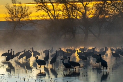 Picture of USA-NEW MEXICO-BERNARDO WILDLIFE MANAGEMENT AREA-SANDHILL CRANES IN WATER ON FOGGY SUNRISE