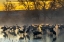 Picture of USA-NEW MEXICO-BERNARDO WILDLIFE MANAGEMENT AREA-SANDHILL CRANES IN WATER ON FOGGY SUNRISE