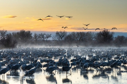 Picture of USA-NEW MEXICO-BERNARDO WILDLIFE MANAGEMENT AREA-SANDHILL CRANES IN WATER ON FOGGY SUNRISE