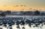 Picture of USA-NEW MEXICO-BERNARDO WILDLIFE MANAGEMENT AREA-SANDHILL CRANES IN WATER ON FOGGY SUNRISE