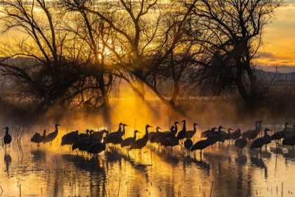 Picture of USA-NEW MEXICO-BERNARDO WILDLIFE MANAGEMENT AREA-SANDHILL CRANES IN WATER ON FOGGY SUNRISE