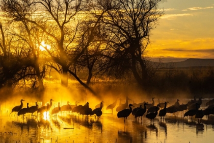 Picture of USA-NEW MEXICO-BERNARDO WILDLIFE MANAGEMENT AREA-SANDHILL CRANES IN WATER ON FOGGY SUNRISE