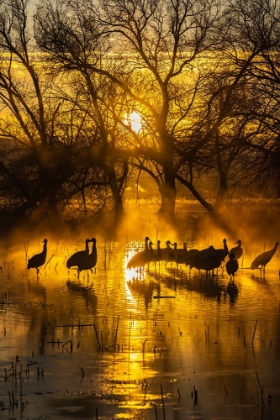 Picture of USA-NEW MEXICO-BERNARDO WILDLIFE MANAGEMENT AREA-SANDHILL CRANES IN WATER ON FOGGY SUNRISE