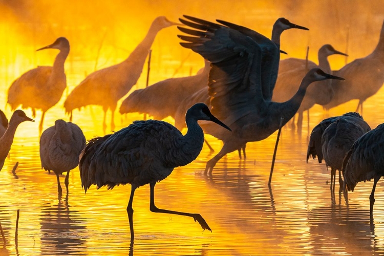 Picture of USA-NEW MEXICO-BERNARDO WILDLIFE MANAGEMENT AREA-SANDHILL CRANES IN WATER ON FOGGY SUNRISE