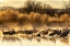 Picture of USA-NEW MEXICO-BERNARDO WILDLIFE MANAGEMENT AREA-SANDHILL CRANES IN WATER ON FOGGY SUNRISE