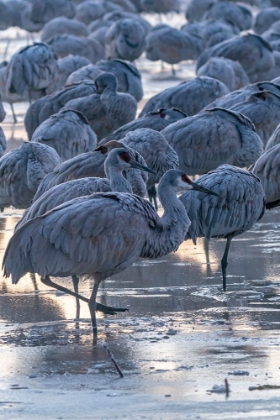 Picture of USA-NEW MEXICO-BERNARDO WILDLIFE MANAGEMENT AREA-SANDHILL CRANES IN ICY WATER ON FOGGY SUNRISE