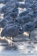 Picture of USA-NEW MEXICO-BERNARDO WILDLIFE MANAGEMENT AREA-SANDHILL CRANES IN ICY WATER ON FOGGY SUNRISE