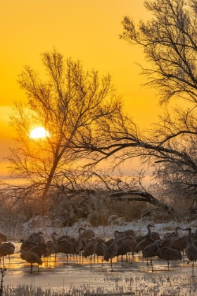 Picture of USA-NEW MEXICO-BERNARDO WILDLIFE MANAGEMENT AREA-SANDHILL CRANES IN ICY WATER ON FOGGY SUNRISE