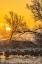 Picture of USA-NEW MEXICO-BERNARDO WILDLIFE MANAGEMENT AREA-SANDHILL CRANES IN ICY WATER ON FOGGY SUNRISE