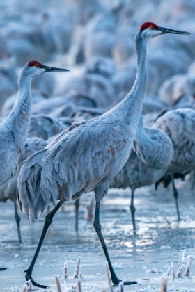 Picture of USA-NEW MEXICO-BERNARDO WILDLIFE MANAGEMENT AREA-SANDHILL CRANES IN ICY WATER AT SUNRISE