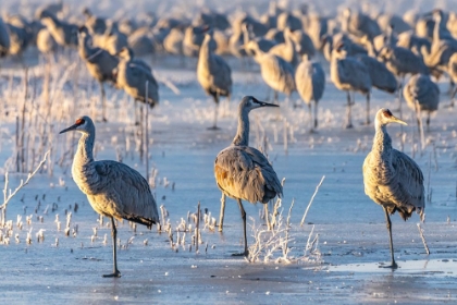 Picture of USA-NEW MEXICO-BERNARDO WILDLIFE MANAGEMENT AREA-SANDHILL CRANES STANDING ON ICE AT SUNRISE