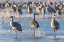 Picture of USA-NEW MEXICO-BERNARDO WILDLIFE MANAGEMENT AREA-SANDHILL CRANES STANDING ON ICE AT SUNRISE